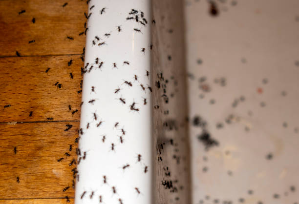 Best Pest Inspection Near Me  in Uvalde Estates, TX