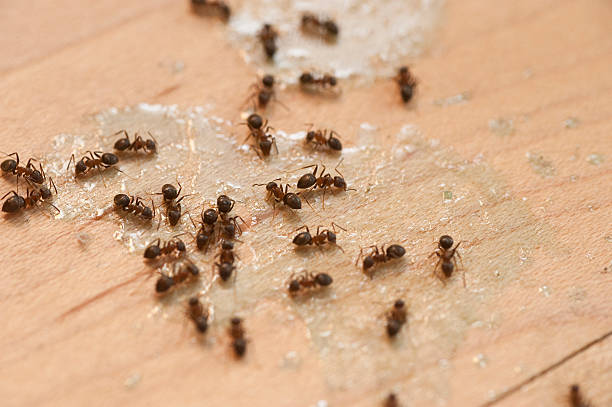 Best Pest Control Near Me  in Uvalde Estates, TX